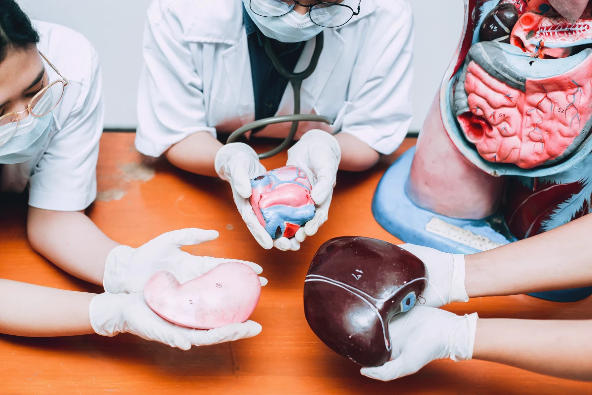 Les organes artificiels : un casse-tête juridique à l'ère de la bioingénierie